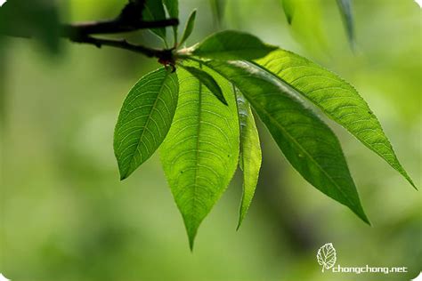 桃樹葉|桃屬:形態特徵,地理分布,本屬分類,檢索表,模式種介紹,主要價值,藥。